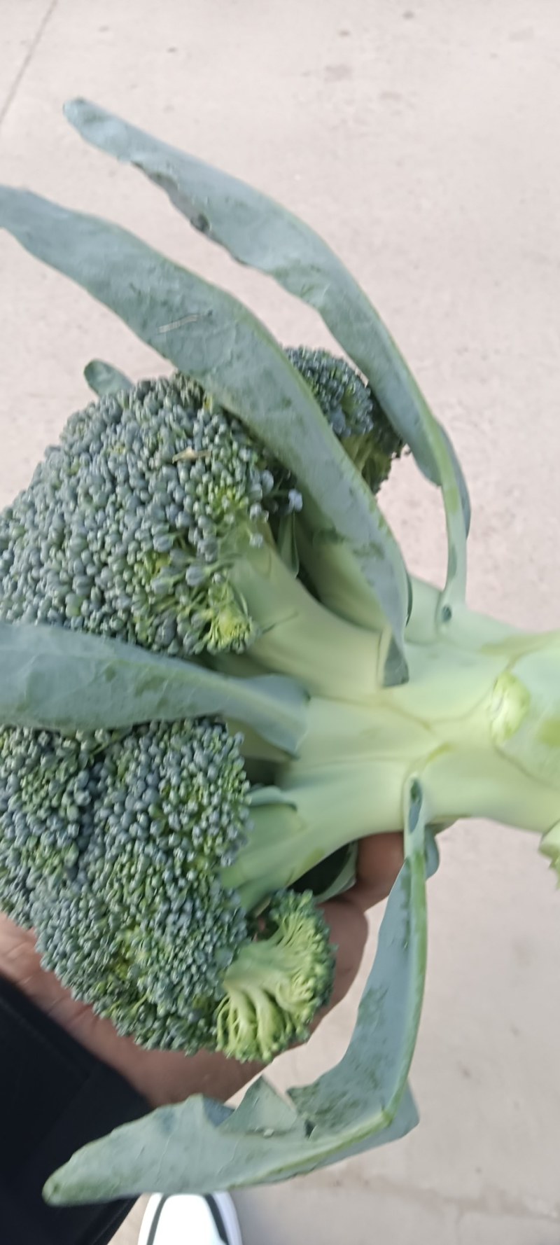 精品耐寒优秀西兰花小米粒二指把，需要的联系我
