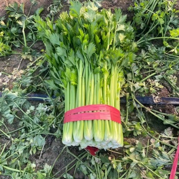 大棚中棵西芹大量有货