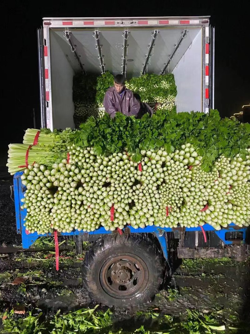 大棚中棵西芹大量有货