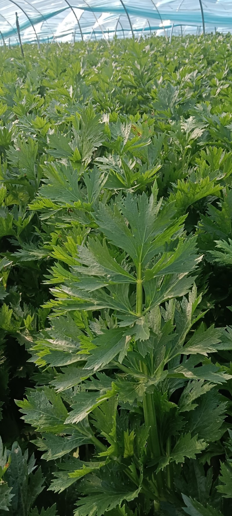 大棚中棵西芹大量有货