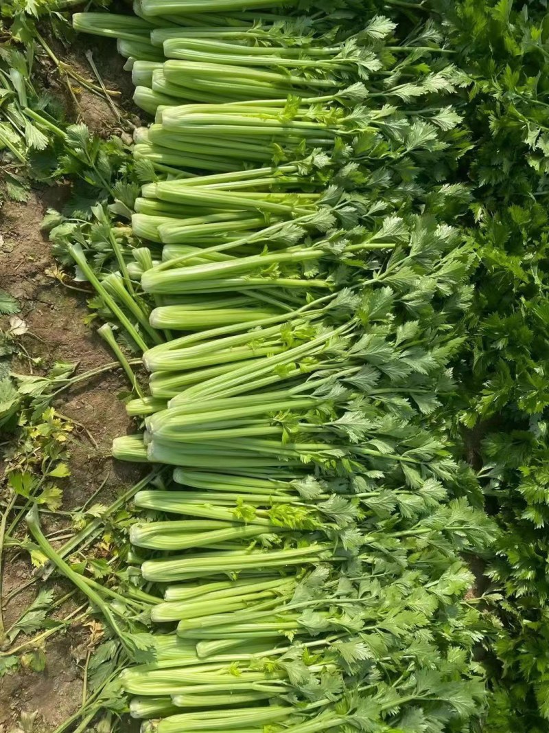 大棚中棵西芹大量有货