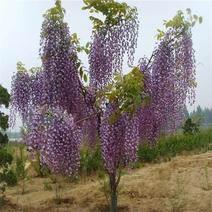 紫藤树苗