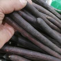 便秘果腊肠果