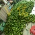 香水柠檬