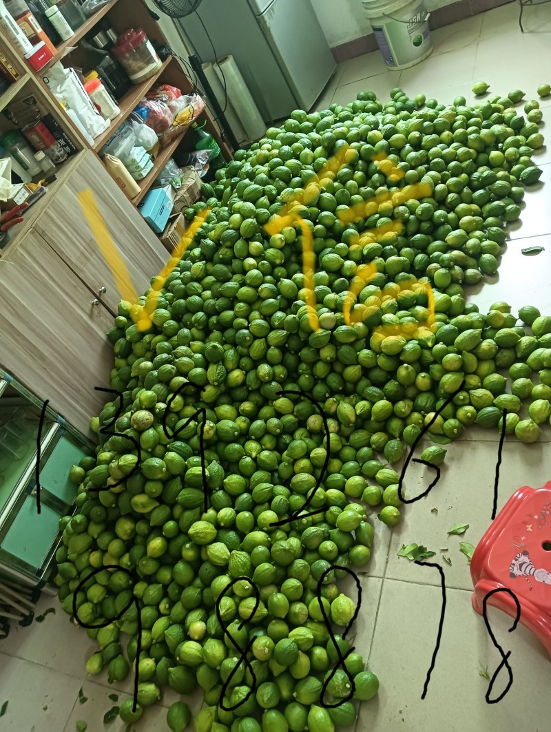 香水柠檬