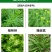 侨昌双氟唑草酮小麦田苗后除草剂猪秧秧麦篙荠婆婆纳阔叶杂草