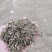 柴胡苗柴胡切片柴胡青苗柴胡