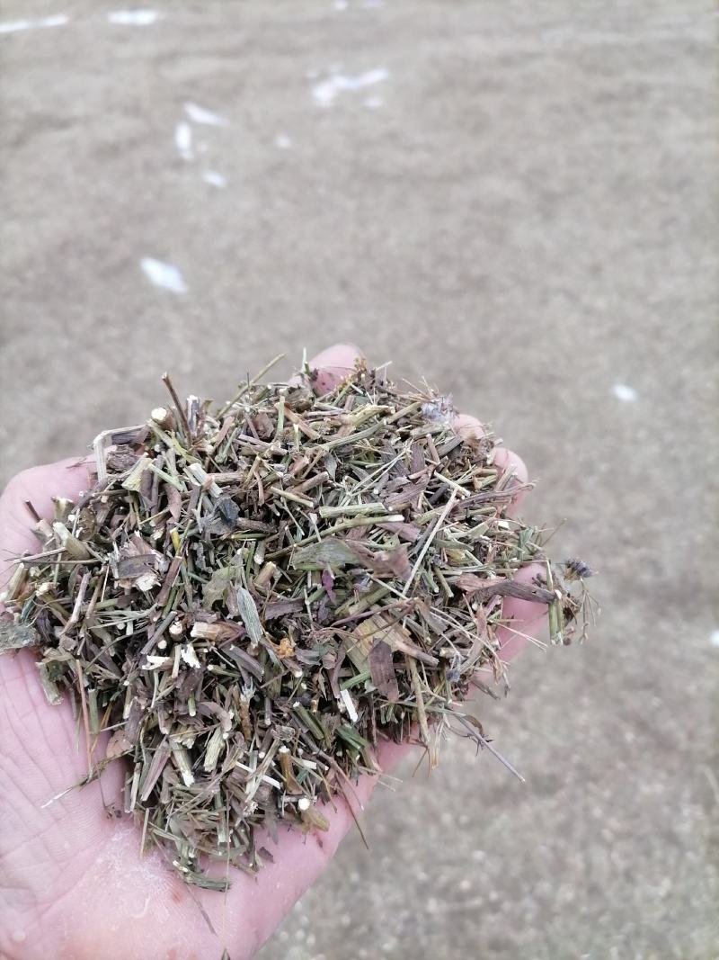 柴胡苗柴胡切片柴胡青苗柴胡