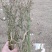 柴胡苗柴胡切片柴胡青苗柴胡