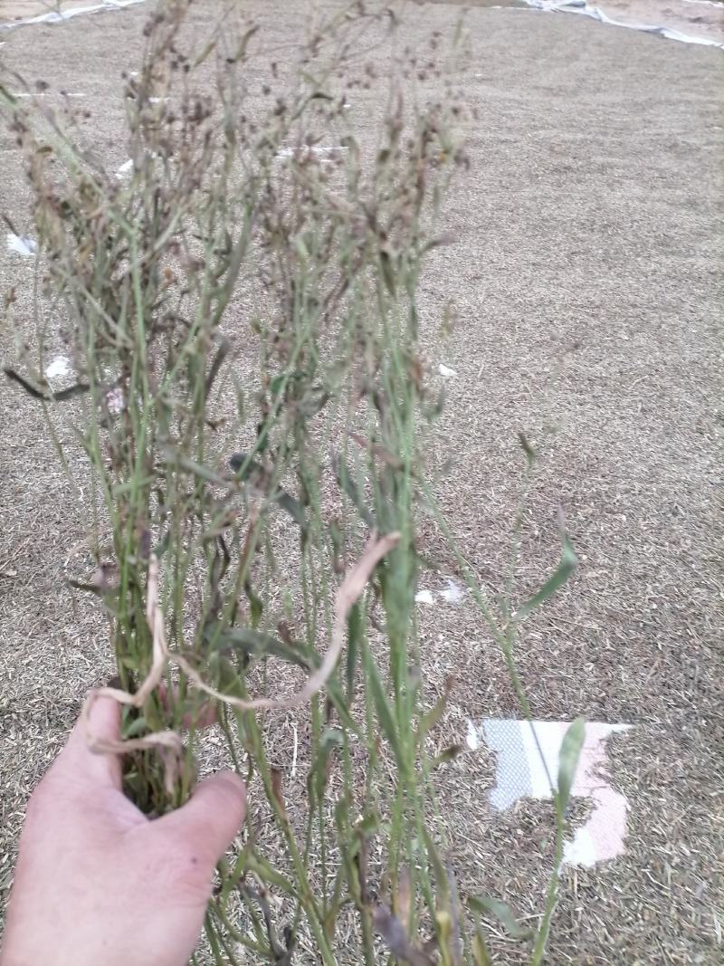 柴胡苗柴胡切片柴胡青苗柴胡