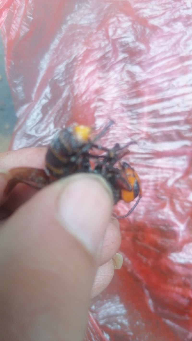 金环老蜂，金环虎头蜂，老蜂泡酒，虎头蜂泡酒