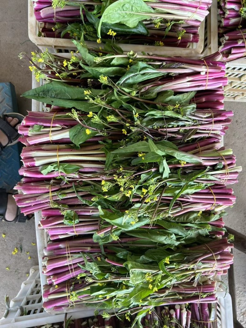 精品红菜苔，产地直发，一手货源，品质保证，价格美丽