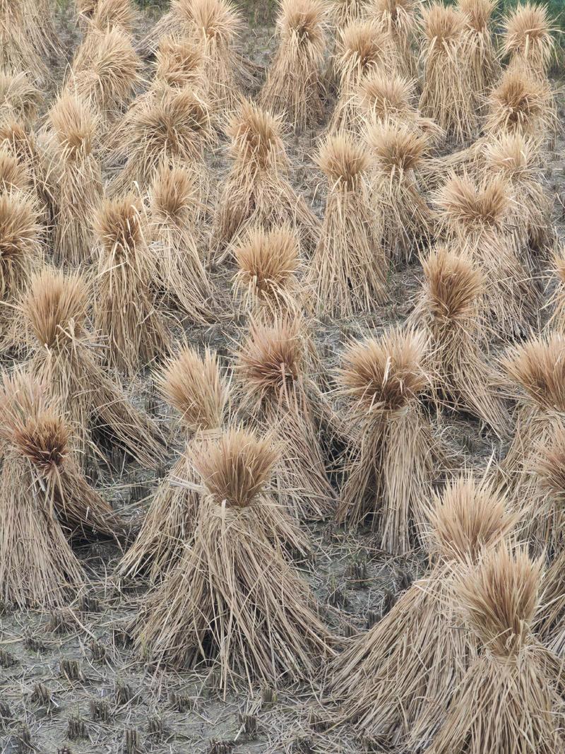 整棵稻草今年一季稻草牛羊马饲料和酒厂专用长度很长全干治沙