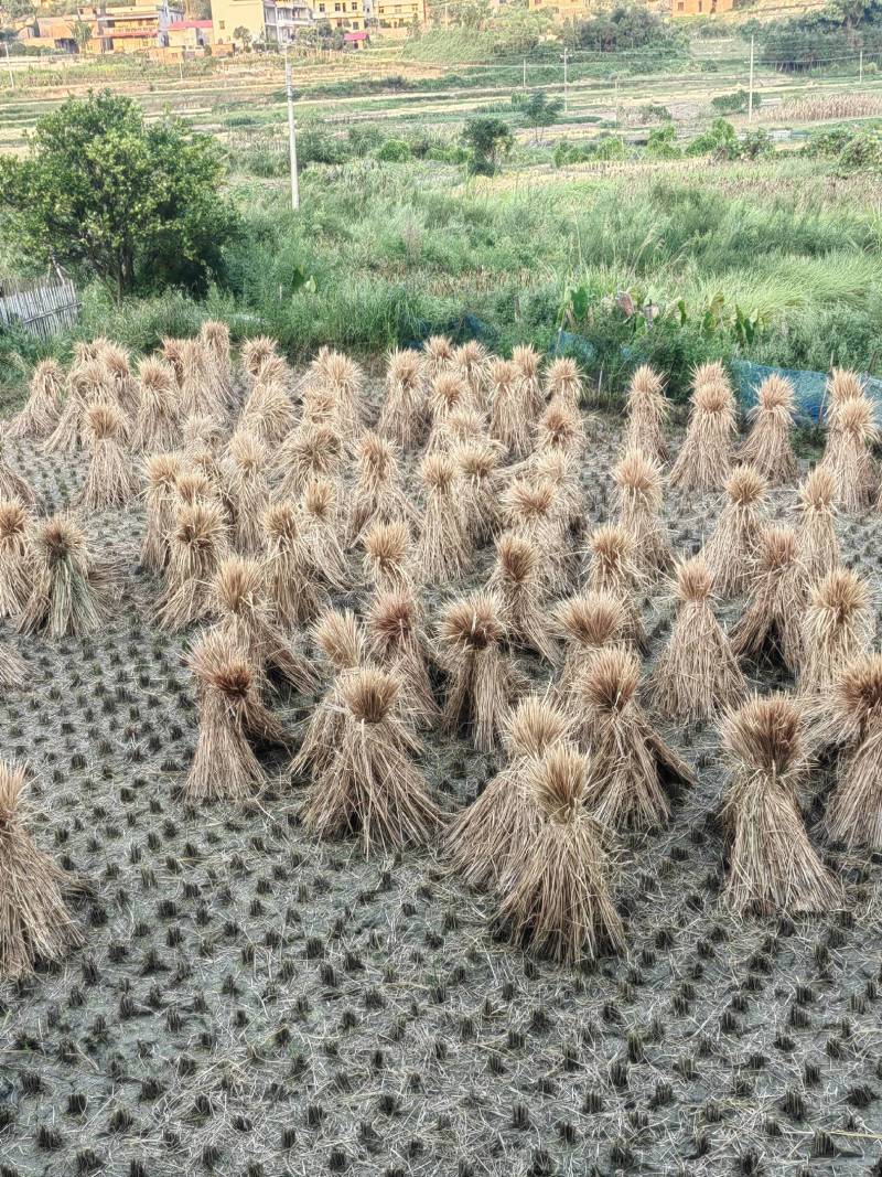 整棵稻草今年一季稻草牛羊马饲料和酒厂专用长度很长全干治沙