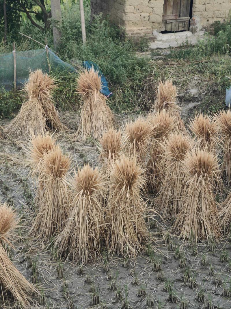 整棵稻草今年一季稻草牛羊马饲料和酒厂专用长度很长全干治沙