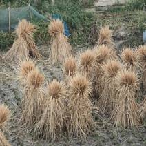 整棵稻草今年一季稻草牛羊马饲料和酒厂专用长度很长全干治沙