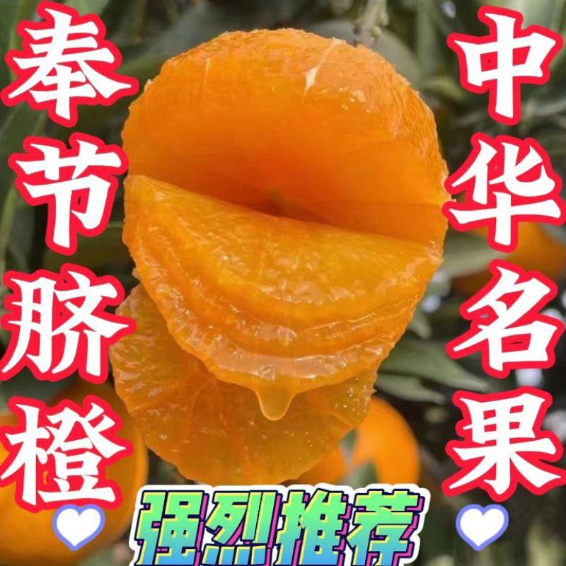 奉节脐橙产地直销（纽荷尔）