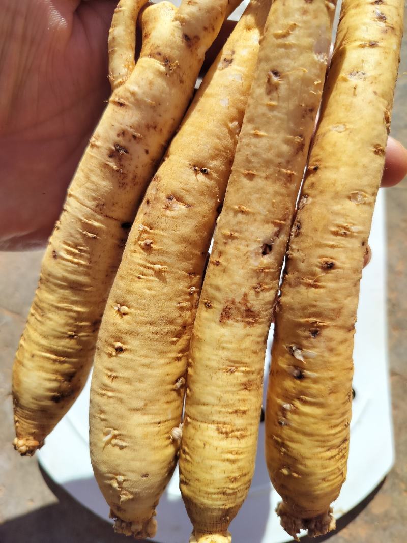 贵州威宁鲜党参，自产自销，产地现挖食用煲汤补品