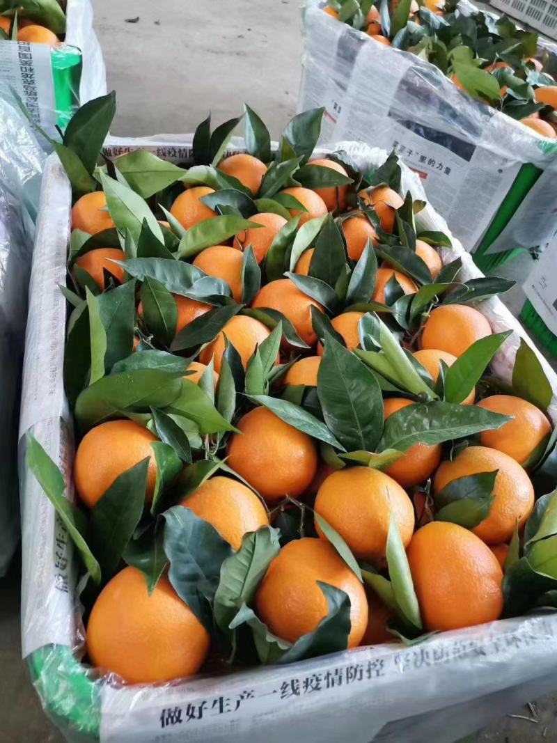 奉节脐橙产地直销（纽荷尔）