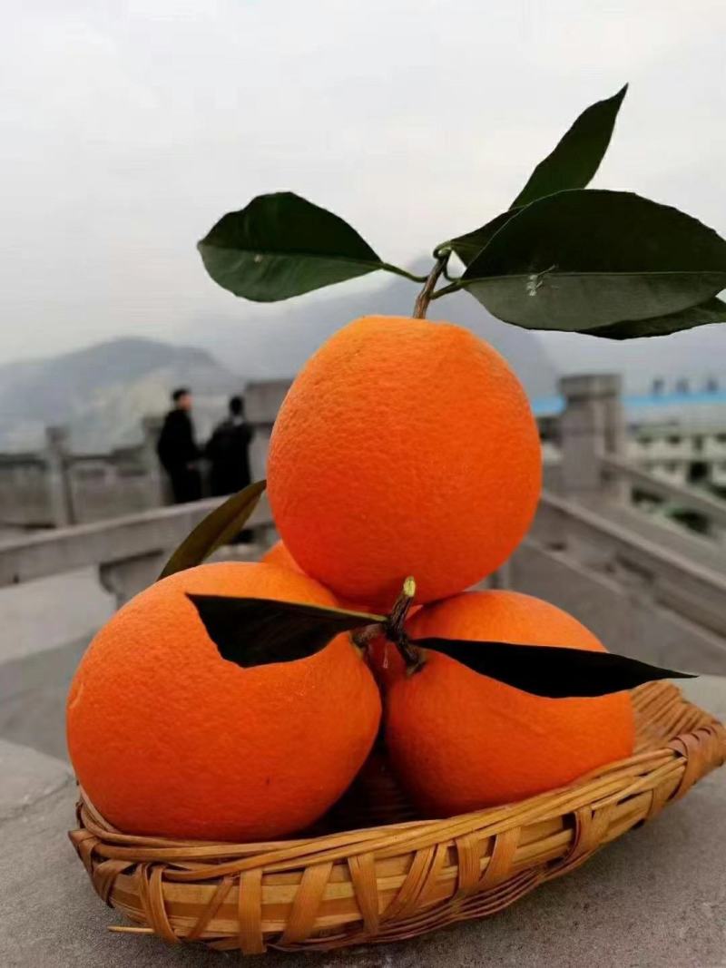 奉节脐橙产地直销（纽荷尔）