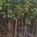 秋枫（重阳木）各种规格齐全，原生苗1.5-2米，移植苗
