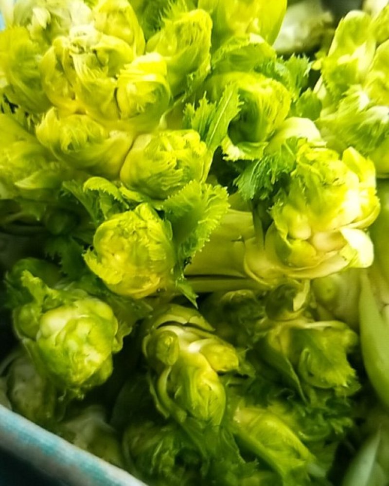 儿菜