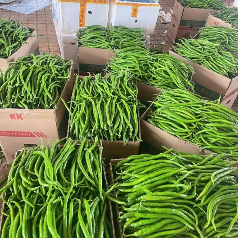【线椒】广东徐闻线椒精品上市条型直颜色鲜艳量大从优电联