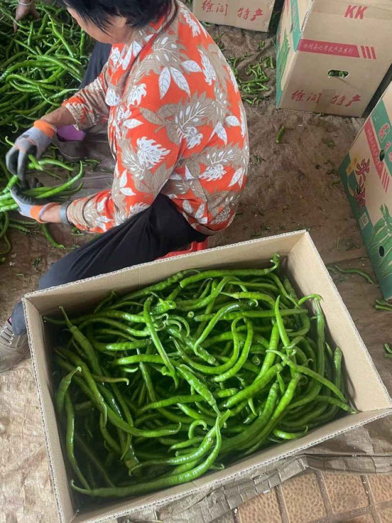 【线椒】广东徐闻线椒精品上市条型直颜色鲜艳量大从优电联