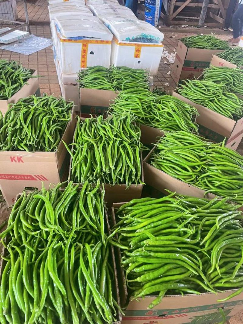 【线椒】广东徐闻线椒精品上市条型直颜色鲜艳量大从优电联