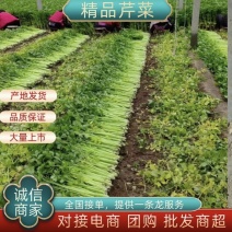 诸城市细颗芹菜海量上市，需要的可以联系