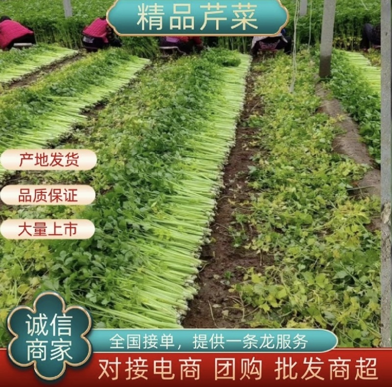 诸城市细颗芹菜海量上市，需要的可以联系