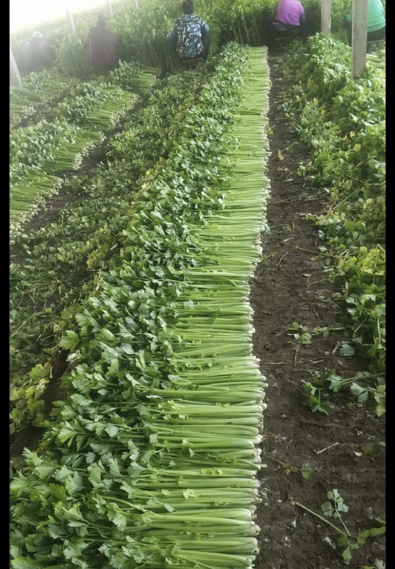 诸城市细颗芹菜海量上市，需要的可以联系