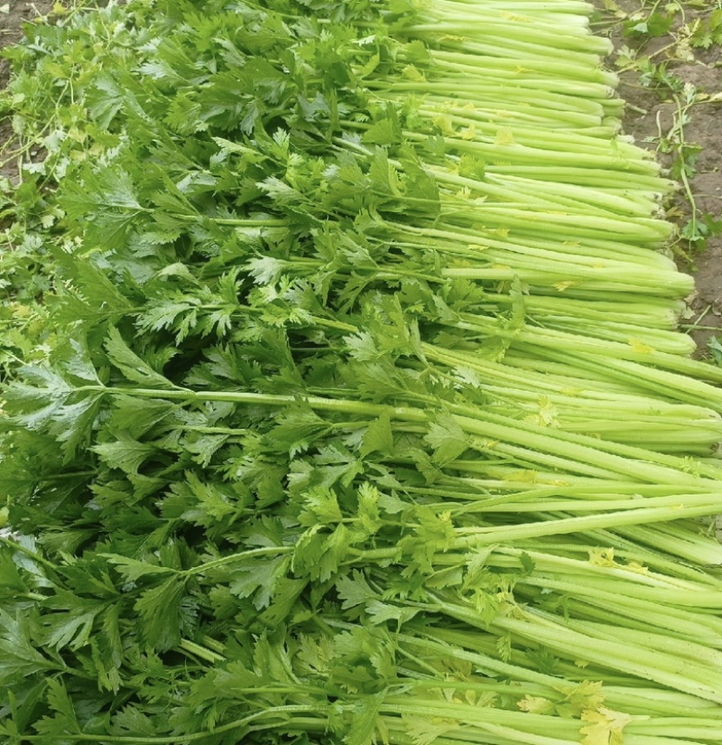诸城市细颗芹菜海量上市，需要的可以联系