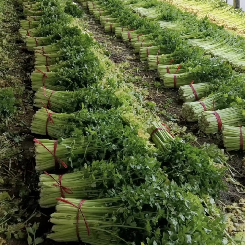 诸城市细颗芹菜海量上市，需要的可以联系