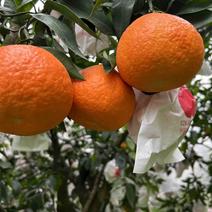 爱媛38号果冻橙纯甜化渣支持市场商品果电商果