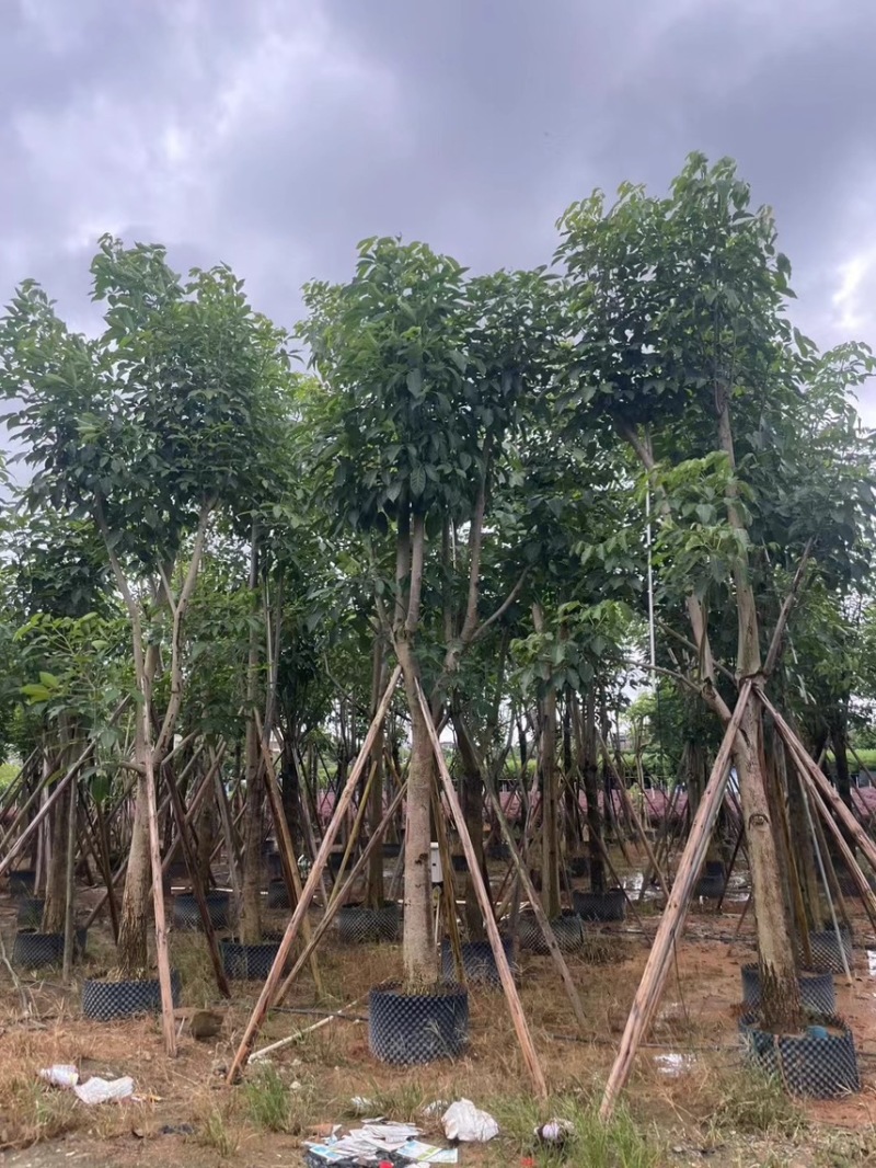 洋红风铃木，5分-20分，各种规格，支持视频看货