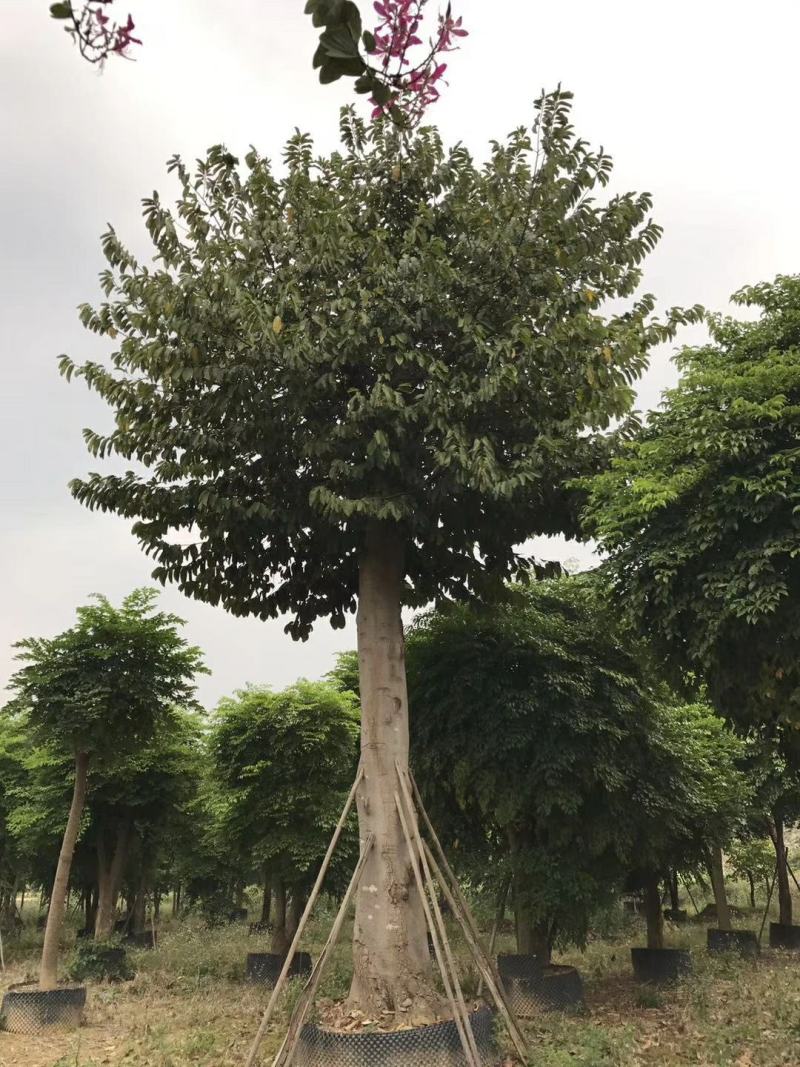 2311苗圃基地供应见血封喉箭毒木1-80cm