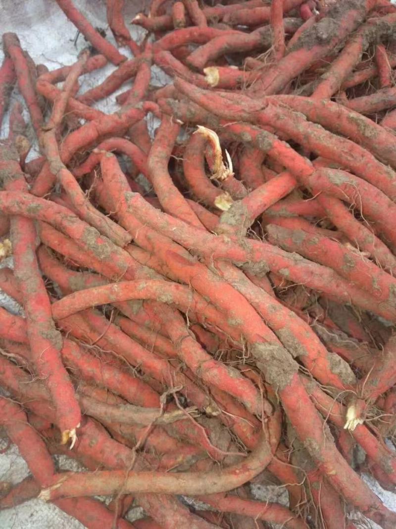优质精选丹参种条