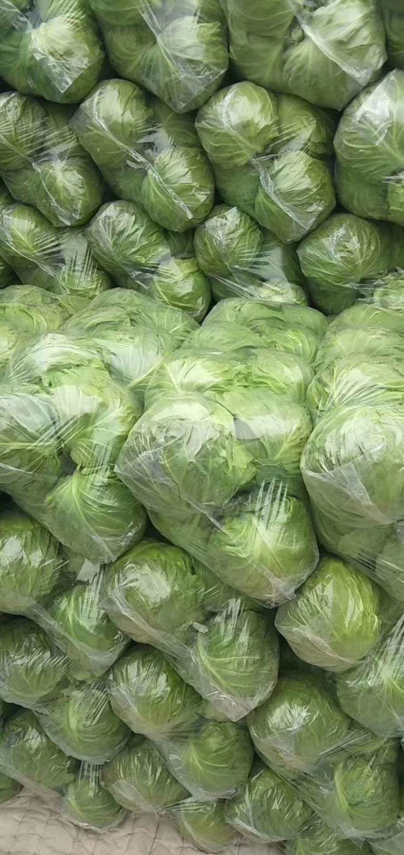 【全年供应】精品甘蓝圆包菜鲜货供应企业商超市场