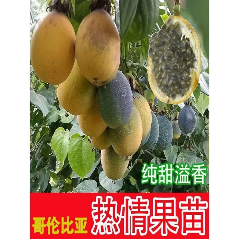 哥伦比亚热情果苗纯甜大果哥伦比亚爬藤庭院阳台种植