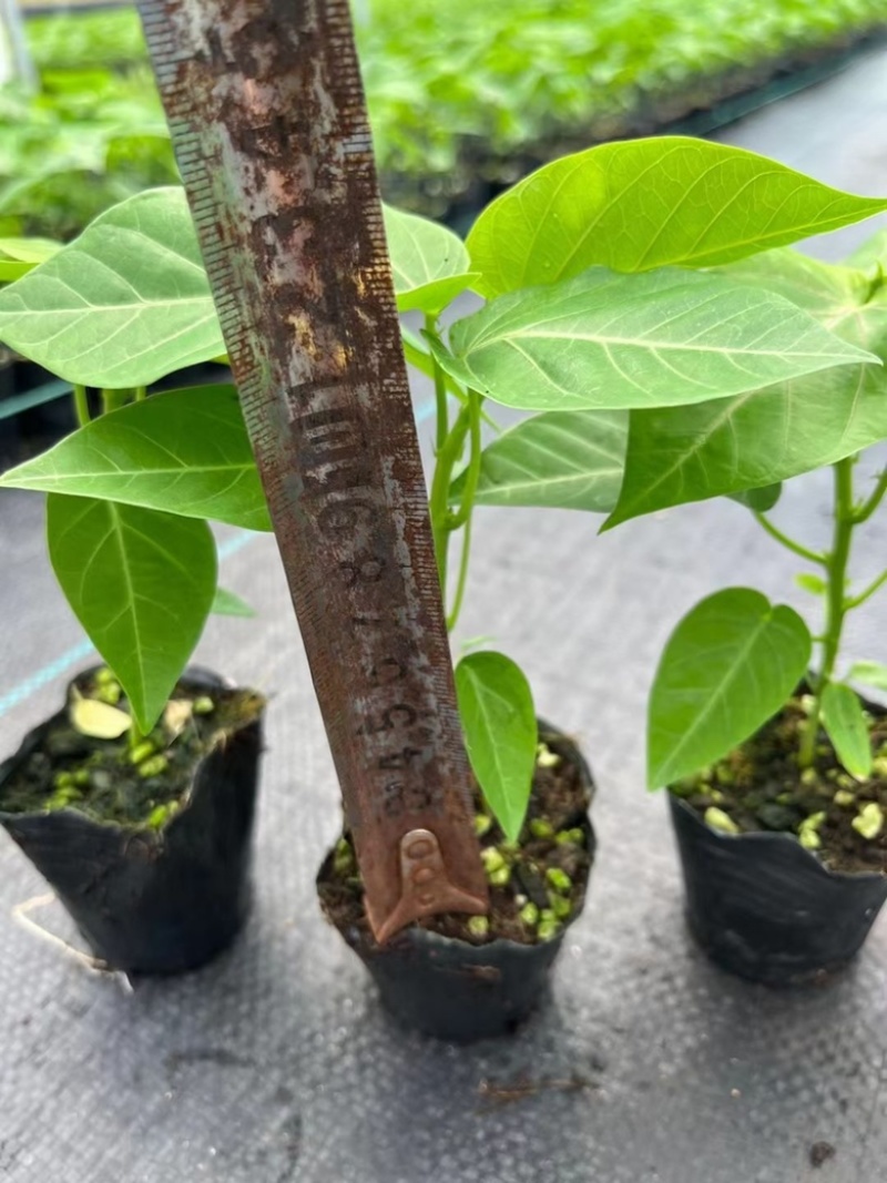 哥伦比亚热情果苗纯甜大果哥伦比亚爬藤庭院阳台种植