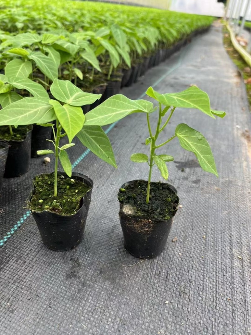 哥伦比亚热情果苗纯甜大果哥伦比亚爬藤庭院阳台种植