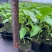 哥伦比亚热情果苗纯甜大果哥伦比亚爬藤庭院阳台种植