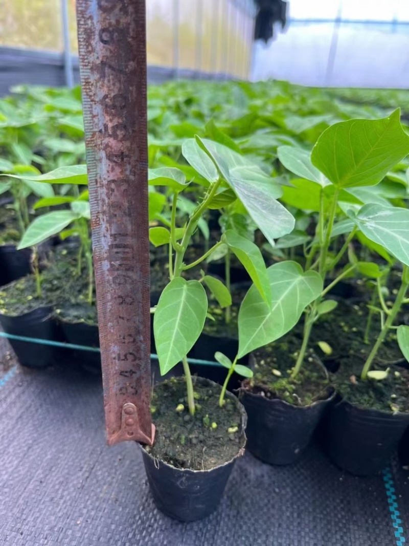 哥伦比亚热情果苗纯甜大果哥伦比亚爬藤庭院阳台种植