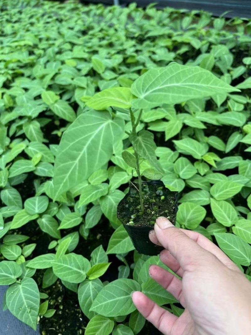 哥伦比亚热情果苗纯甜大果哥伦比亚爬藤庭院阳台种植