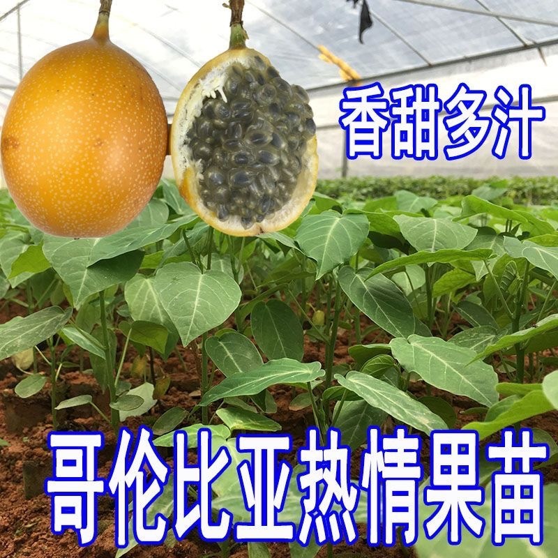 哥伦比亚热情果苗纯甜大果哥伦比亚爬藤庭院阳台种植