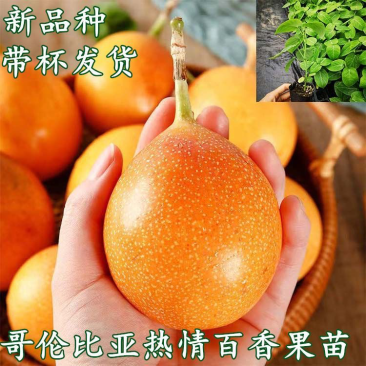 哥伦比亚热情果苗纯甜大果哥伦比亚爬藤庭院阳台种植