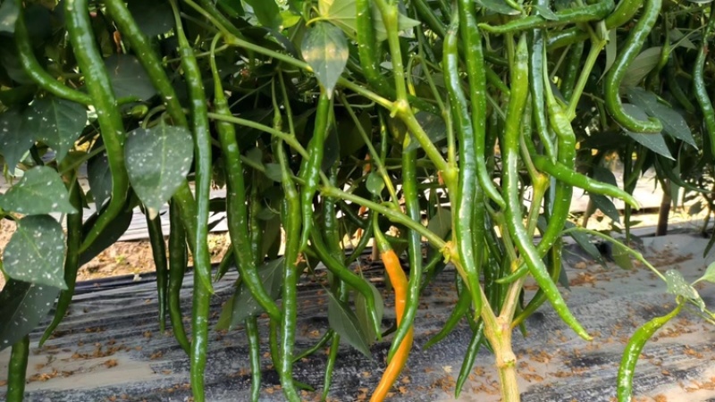 黄贡椒，基地种植，产品质量稳定