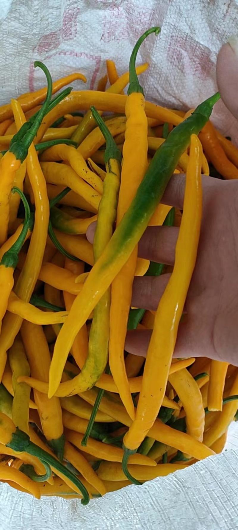黄贡椒，基地种植，产品质量稳定