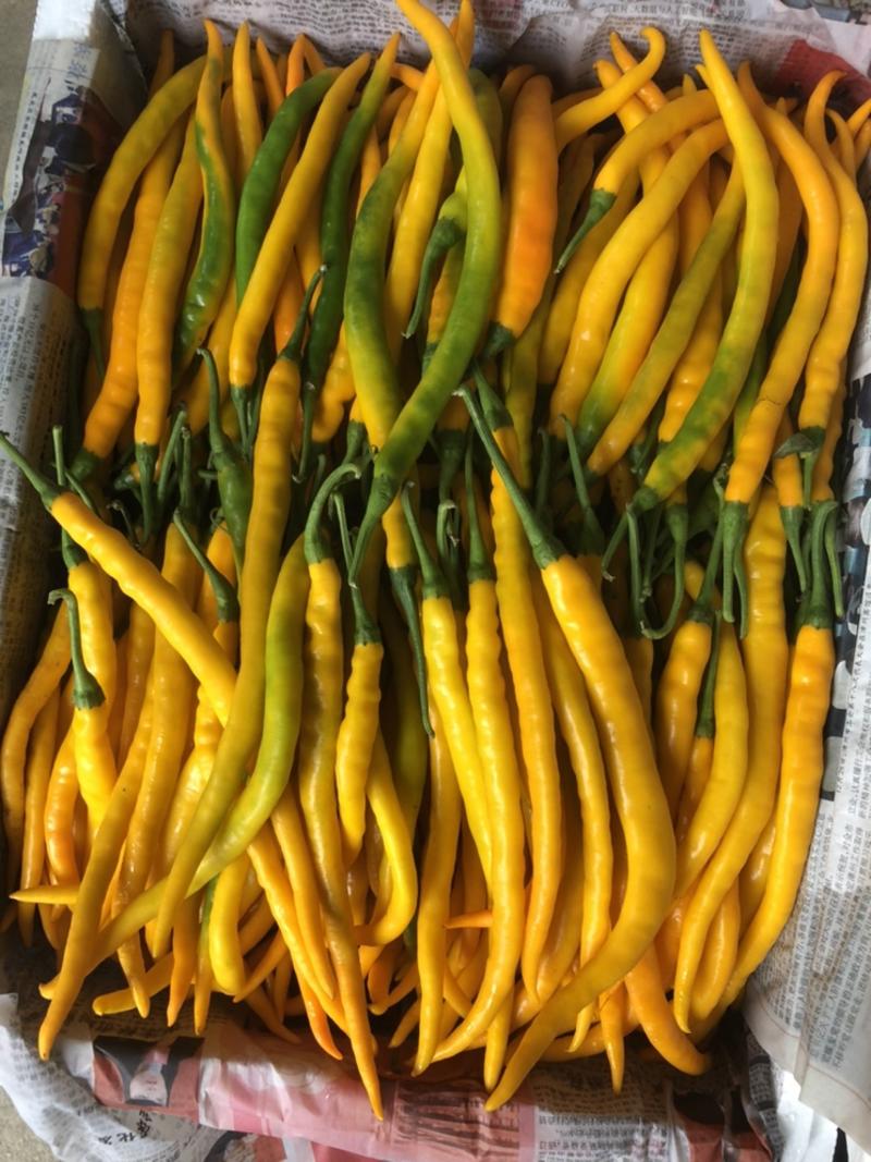 黄贡椒，基地种植，产品质量稳定